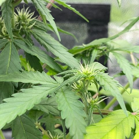 Creamatic growlog timeline photo