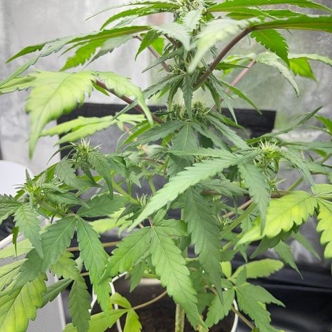 Creamatic growlog timeline photo