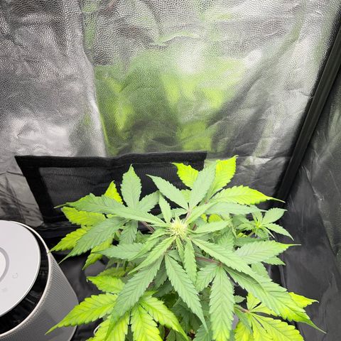 Creamatic growlog timeline photo