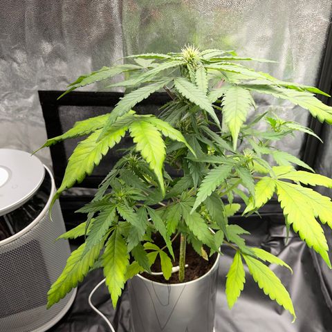Creamatic growlog timeline photo