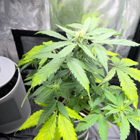 Creamatic growlog photo: Están amarilleando las hojas posiblemente falta de nitrógeno en sustrato hay café y hecho candy bud y superboom npk el lunes me llega nitrógeno directo para el agua