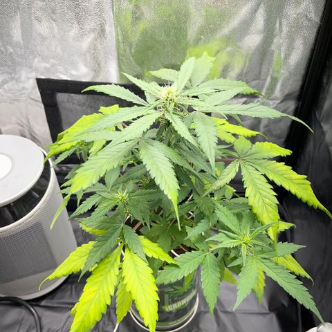Creamatic growlog photo: Están amarilleando las hojas posiblemente falta de nitrógeno en sustrato hay café y hecho candy bud y superboom npk el lunes me llega nitrógeno directo para el agua