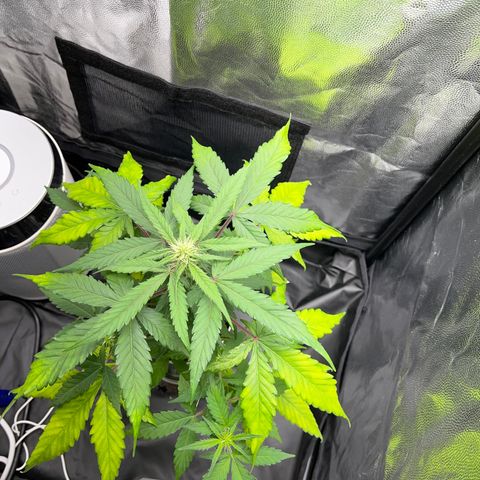 Creamatic growlog photo: Están amarilleando las hojas posiblemente falta de nitrógeno en sustrato hay café y hecho candy bud y superboom npk el lunes me llega nitrógeno directo para el agua