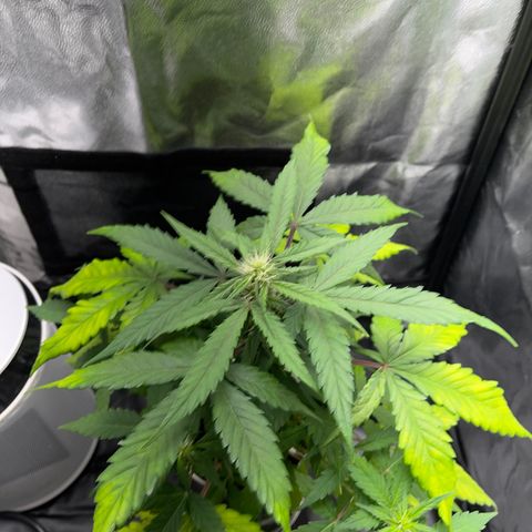 Creamatic growlog photo: Están amarilleando las hojas posiblemente falta de nitrógeno en sustrato hay café y hecho candy bud y superboom npk el lunes me llega nitrógeno directo para el agua