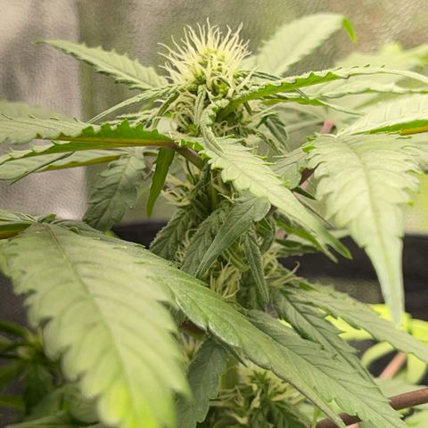 Creamatic growlog photo: Están amarilleando las hojas posiblemente falta de nitrógeno en sustrato hay café y hecho candy bud y superboom npk el lunes me llega nitrógeno directo para el agua