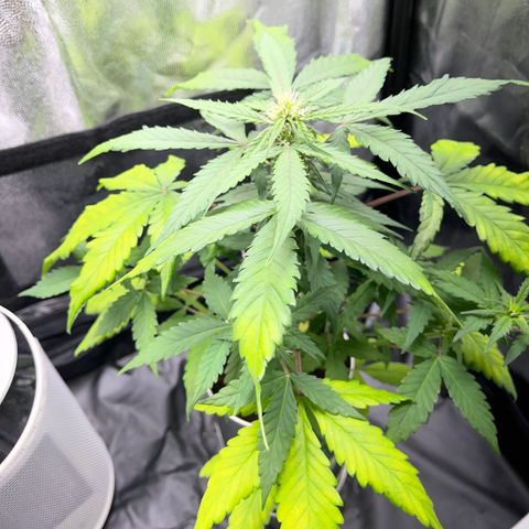 Creamatic growlog photo: Están amarilleando las hojas posiblemente falta de nitrógeno en sustrato hay café y hecho candy bud y superboom npk el lunes me llega nitrógeno directo para el agua
