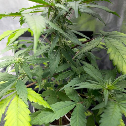 Creamatic growlog photo: Están amarilleando las hojas posiblemente falta de nitrógeno en sustrato hay café y hecho candy bud y superboom npk el lunes me llega nitrógeno directo para el agua