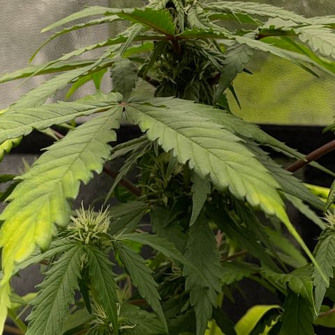 Creamatic growlog timeline photo