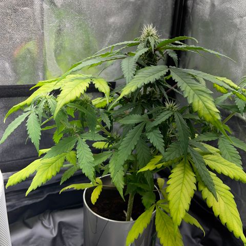 Creamatic growlog timeline photo