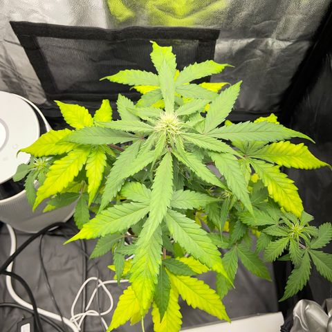 Creamatic growlog timeline photo