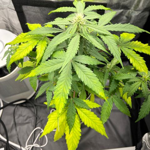 Creamatic growlog timeline photo