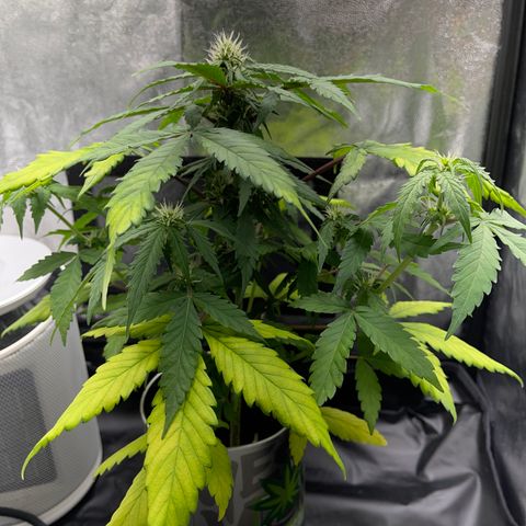 Creamatic growlog timeline photo
