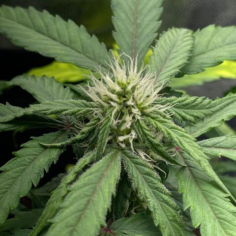Creamatic growlog timeline photo