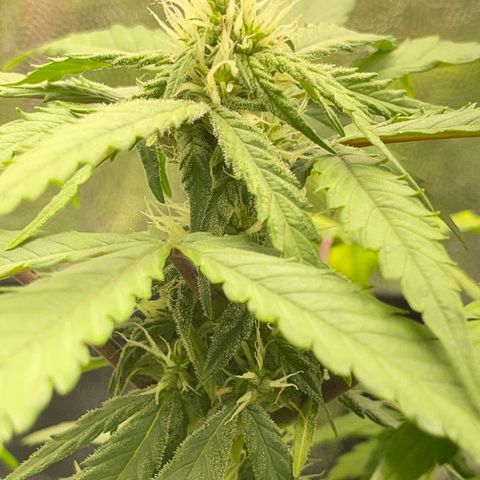 Creamatic growlog timeline photo