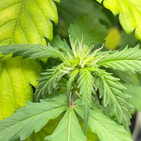 Creamatic growlog timeline photo