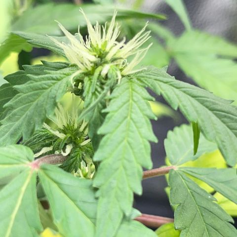 Creamatic growlog timeline photo
