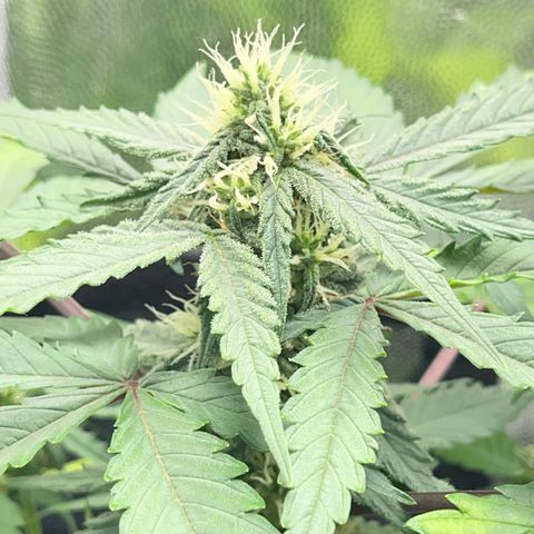 Creamatic growlog timeline photo