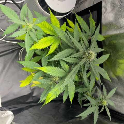 Creamatic growlog timeline photo