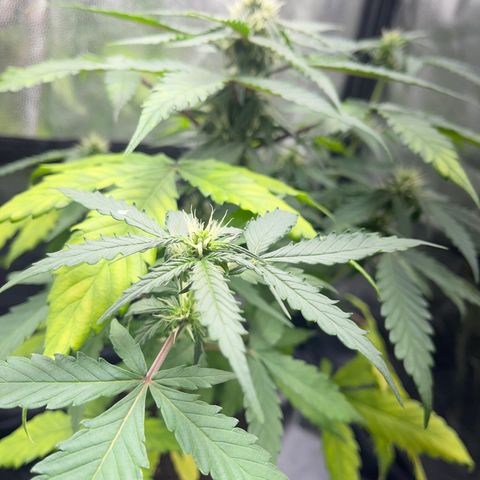 Creamatic growlog timeline photo
