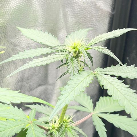Creamatic growlog timeline photo