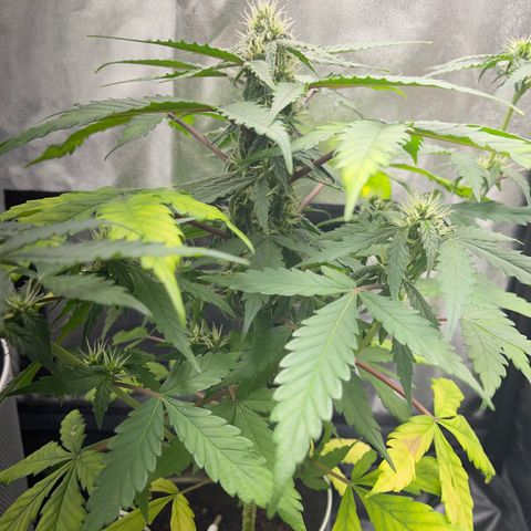 Creamatic growlog timeline photo