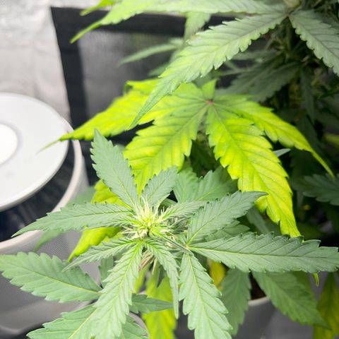 Creamatic growlog timeline photo