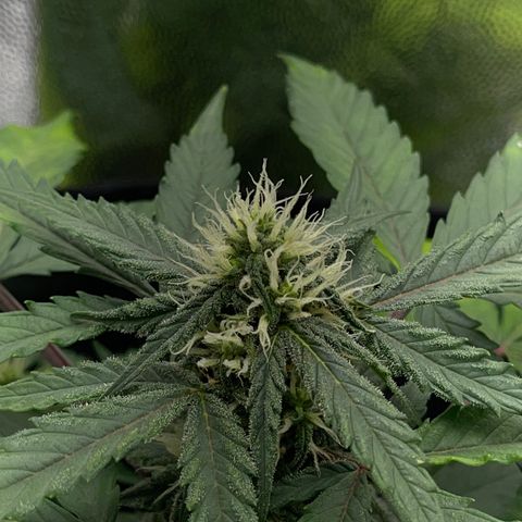 Creamatic growlog timeline photo