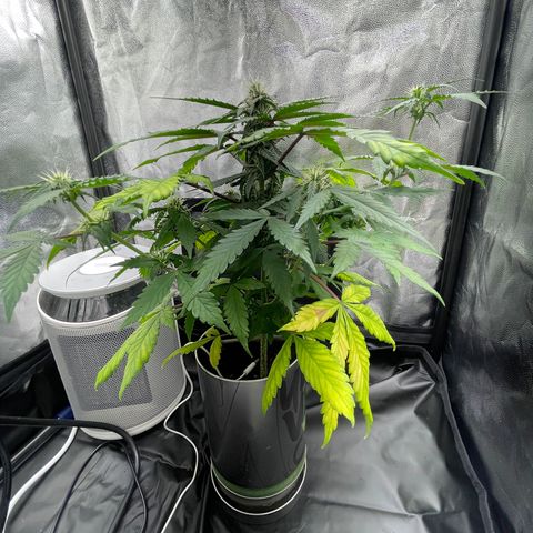 Creamatic growlog timeline photo