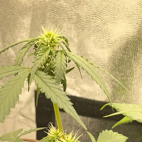 Creamatic growlog timeline photo