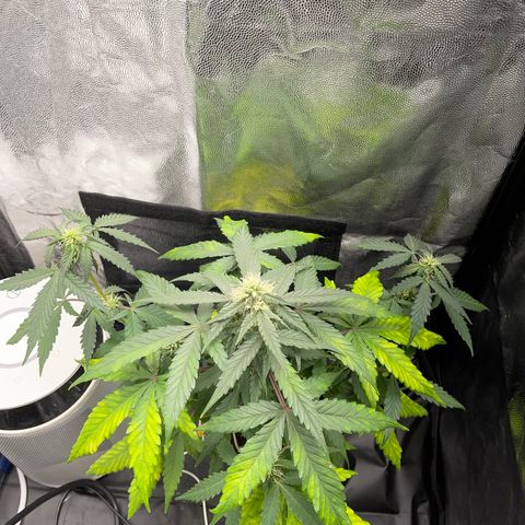 Creamatic growlog timeline photo