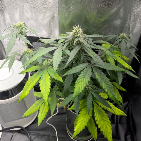 Creamatic growlog timeline photo