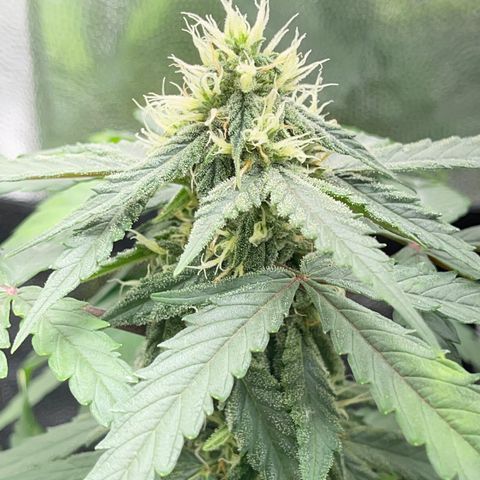 Creamatic growlog timeline photo