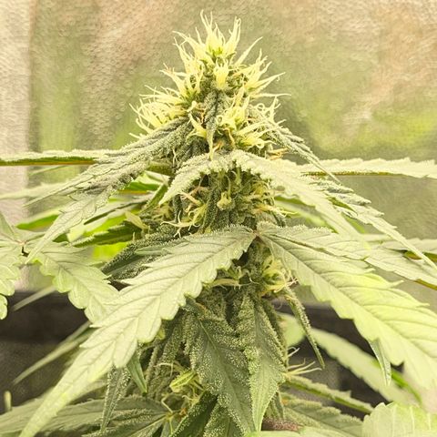 Creamatic growlog timeline photo