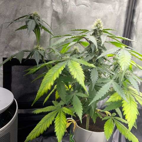 Creamatic growlog timeline photo