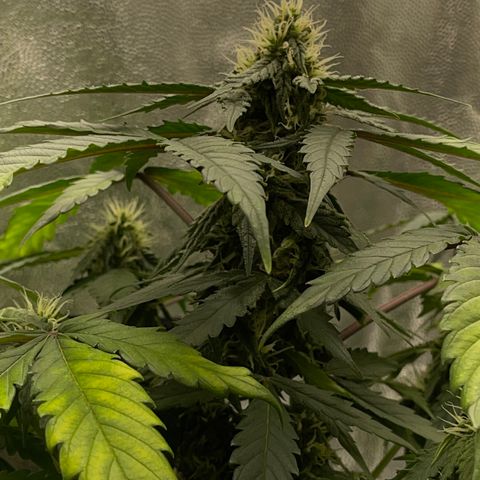 Creamatic growlog timeline photo