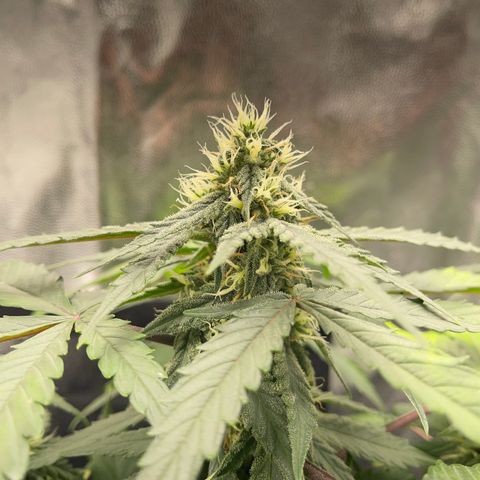 Creamatic growlog timeline photo