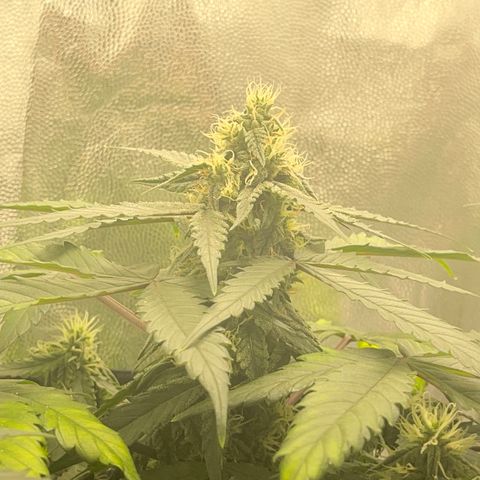 Creamatic growlog timeline photo