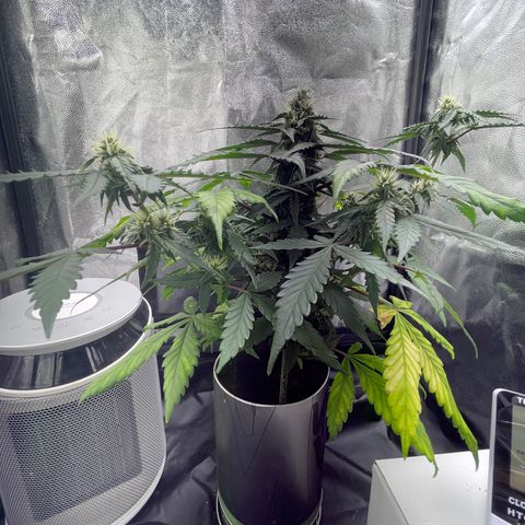 Creamatic growlog timeline photo