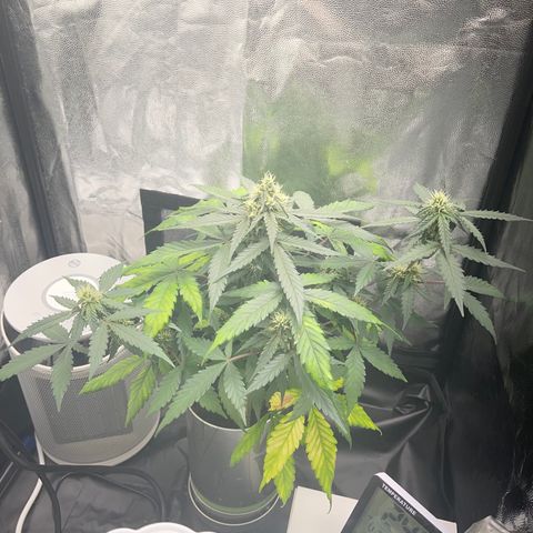 Creamatic growlog timeline photo