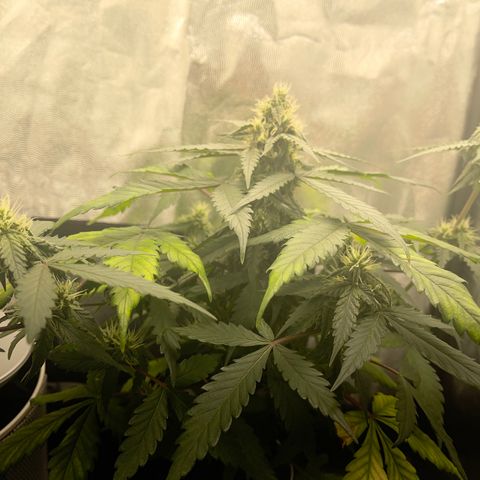 Creamatic growlog timeline photo