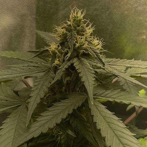 Creamatic growlog timeline photo