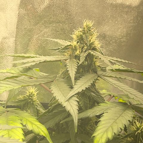 Creamatic growlog timeline photo