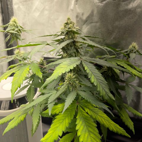 Creamatic growlog timeline photo