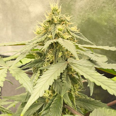 Creamatic growlog timeline photo