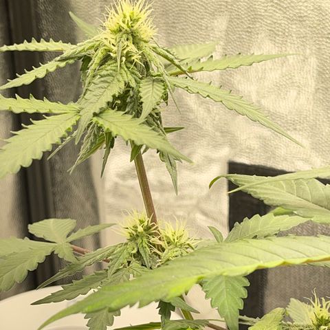 Creamatic growlog timeline photo
