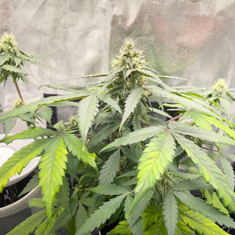 Creamatic growlog timeline photo