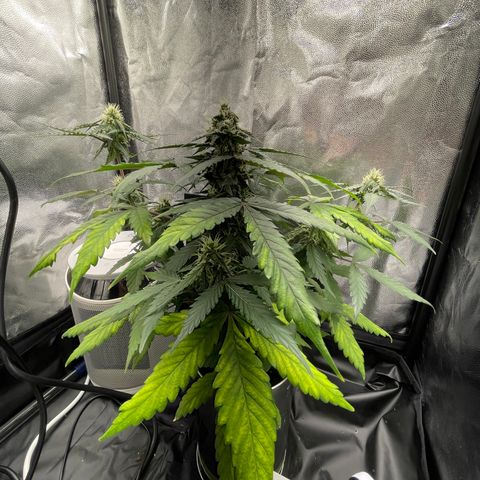 Creamatic growlog timeline photo
