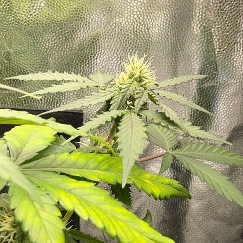 Creamatic growlog timeline photo