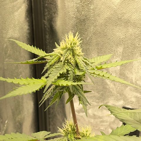 Creamatic growlog timeline photo