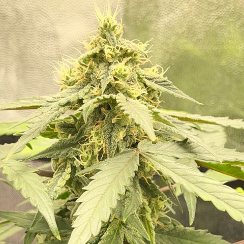 Creamatic growlog timeline photo